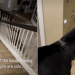 Video: Dog Positions Himself Between Door & Family to Protect Them