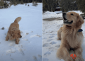 Video: Golden Retriever Reacts to Seeing Snow for the First Time Ever