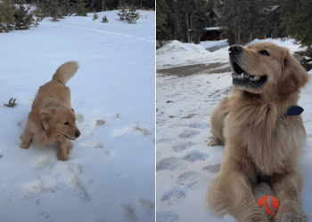 Video: Golden Retriever Reacts to Seeing Snow for the First Time Ever