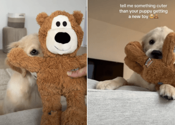 Golden Retriever Puppy Getting New Toy Makes for Cutest Video