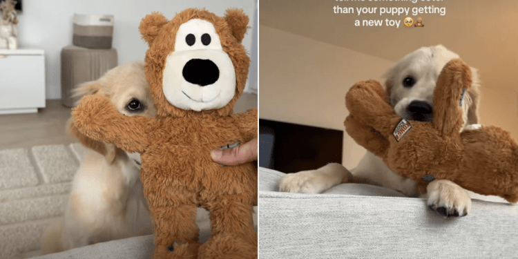 Golden Retriever Puppy Getting New Toy Makes for Cutest Video
