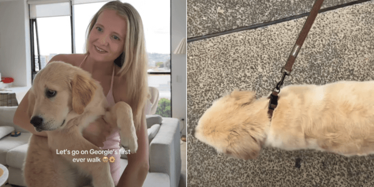 Video: Owner Documents Puppy’s First Ever Walk Outside