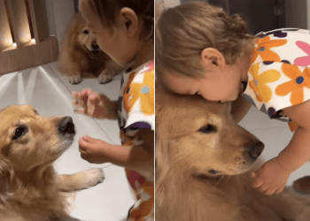 Golden Retrievers Are Very Patient With a Tiny Human Trying to Play With Them