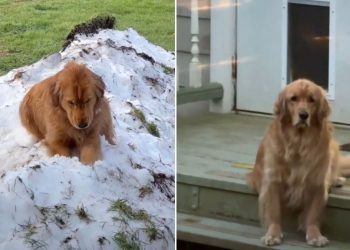 Golden Retriever Waits Patiently for Snow in Heartwarming Video