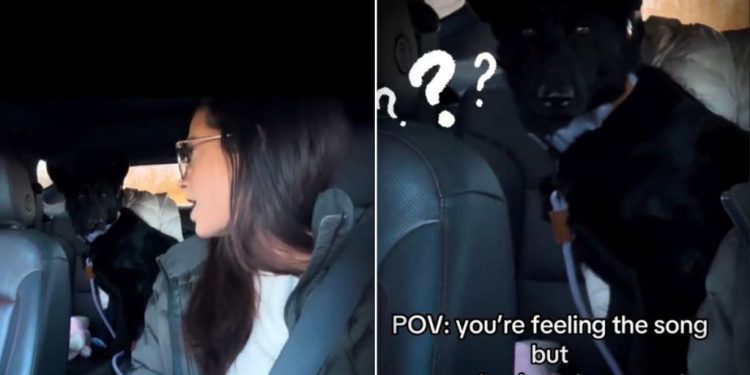 Video: Dog Feels ‘Embarrassed’ by Mom’s Car Act