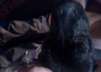 Dog Saved After Being Found Trapped Next to Burning Home