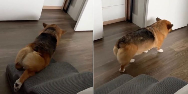 Video: Corgi Does This Instead of Walking Down His Stairs