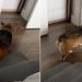 Video: Corgi Does This Instead of Walking Down His Stairs