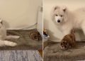 Video Shows Dog & Cat Going From Sleeping Apart to Sleeping Together