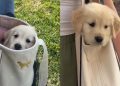Video Shows How Golden Retriever Puppy Goes Out Without Touching the Ground