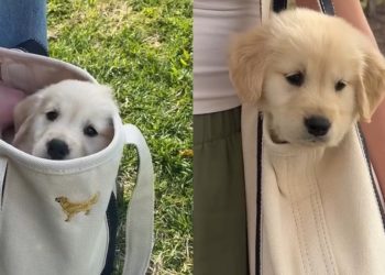 Video Shows How Golden Retriever Puppy Goes Out Without Touching the Ground