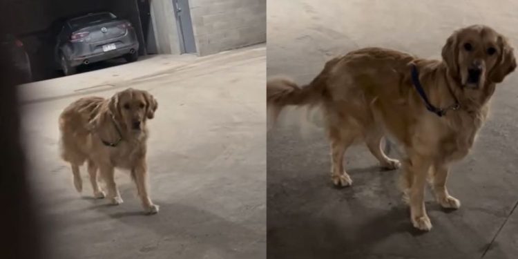 Golden Retriever’s Hide-and-Seek Game Ends With a Funny Reaction
