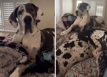 Great Danes Present Unique Challenges for Owner Making the Bed