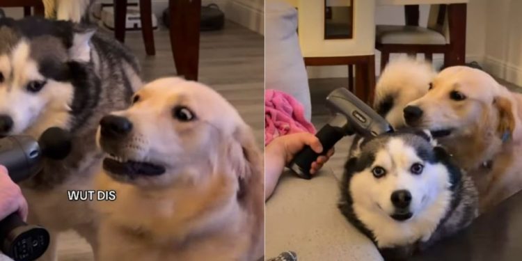 Golden Retriever & Husky Have Polar Opposite Reactions to Massage Gun