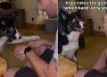 Dog Is Serious About Playing ‘Which One?’ With Owner