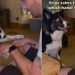 Dog Is Serious About Playing ‘Which One?’ With Owner