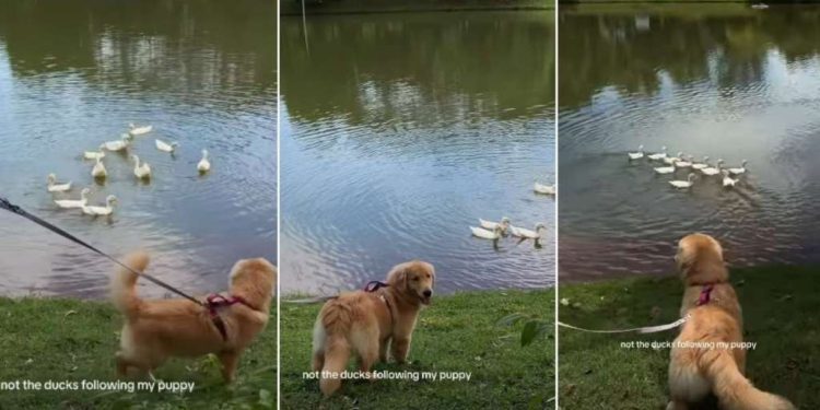 Golden Retriever Charms Ducks at the Lake Effortlessly