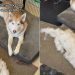 Dog Was Brushed & the Amount of Fur He Shed Surprised the Internet