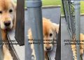 If This Golden Retriever Wants To Escape, a Backyard Can’t Change That