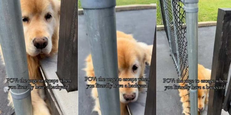 If This Golden Retriever Wants To Escape, a Backyard Can’t Change That