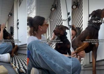 Big Dog Needs to Be Held & Kissed During Nail Trimming