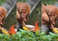 Video of Golden Retriever Hanging By the Fish Pond Will Brighten Your Feed