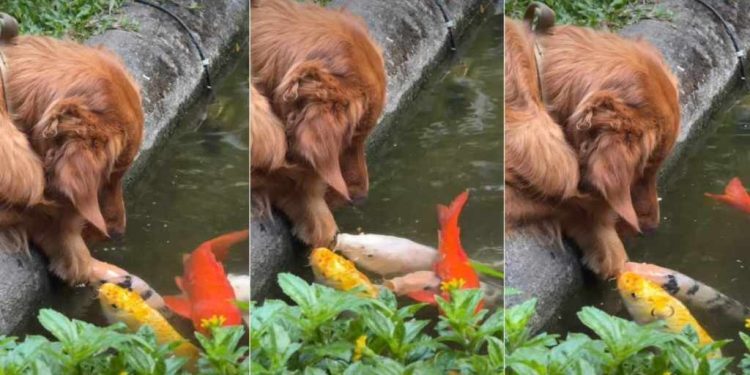 Video of Golden Retriever Hanging By the Fish Pond Will Brighten Your Feed
