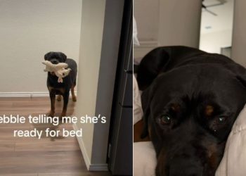 Rottweiler Has a Unique Way of Signaling She’s Ready for Bed