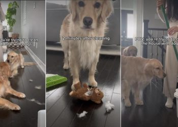 Video: Owner Shows What Cleaning House With Dogs Looks Like