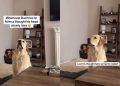 Video: This Is What Happens When Dog Tries To Form a Thought