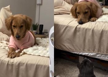 This Golden Retriever & Cat’s Nighttime Routine Will Make You Laugh