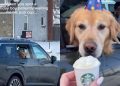 Video: Dog Patiently Waits for Pup Cup on Birthday