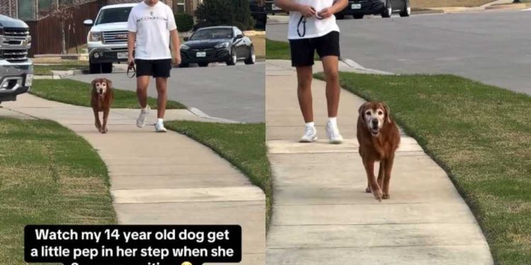Video: Senior Dog Walks Faster As Soon As She Sees Owner