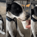 Video: Pup Tries Puppuccino for the First Time