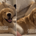 Golden Retriever Can Barely Keep His Eyes Open & Still Won’t Go To Sleep