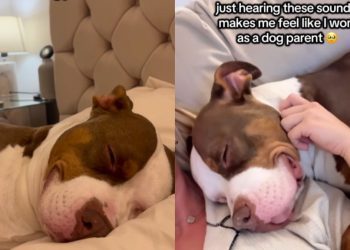 Dog’s Peaceful Sleeping Sounds Fill Owner’s Heart With Joy