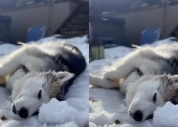 Video: Rescue Husky Enjoys Relaxing Nap Time in Snow