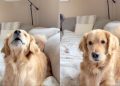Video: Golden Retriever Reminds Owner of ‘Peanut Butter’ Time