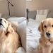 Video: Golden Retriever Reminds Owner of ‘Peanut Butter’ Time