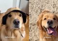 Video: Owner Documents Golden Retriever’s Beach Adventures
