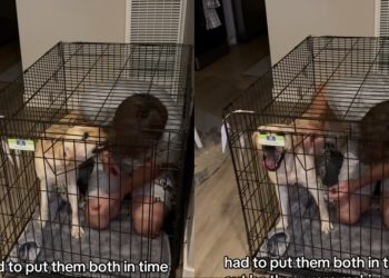 Dog Gets Time Out in Crate With Dad, but Still Won’t Learn in Funny Video