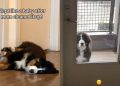 Dog Sleeps While Mom Cleans up the Mess He Made in Hilarious Video