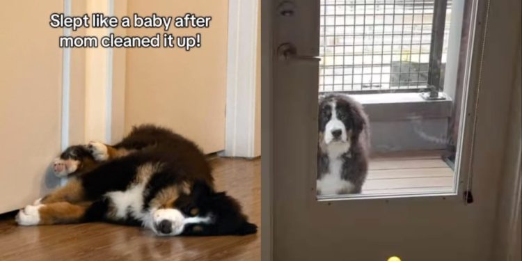 Dog Sleeps While Mom Cleans up the Mess He Made in Hilarious Video