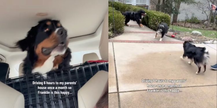 Dog’s Owners Drive 6 Hours to Parents’ House So He Can Be Happy