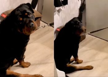 Dog Refuses to Go for a Walk with the ‘Spare Human’ in Funny Video
