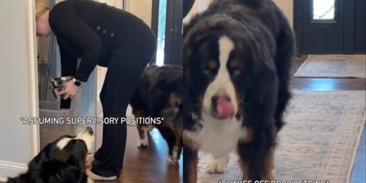 Video: Dogs Love to Supervise When Owner Prepares Their Meals