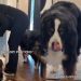Video: Dogs Love to Supervise When Owner Prepares Their Meals