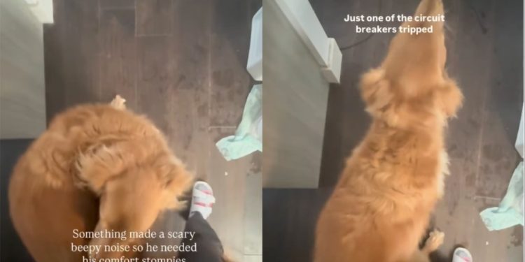 Video: Golden Retriever Demands ‘Comfort Stompies’ After Getting Spooked
