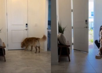 Golden Retriever’s Reunion With Mom After Hours Apart Is Priceless