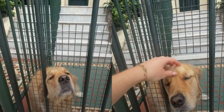 Golden Retriever Has Strangers Stopping To Greet Him, Owners Find a Solution